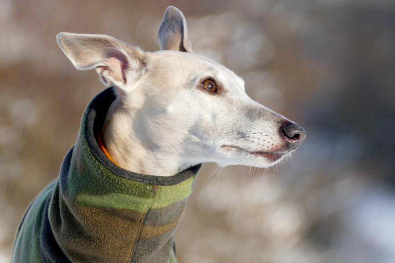 Darmsanierung beim Hund