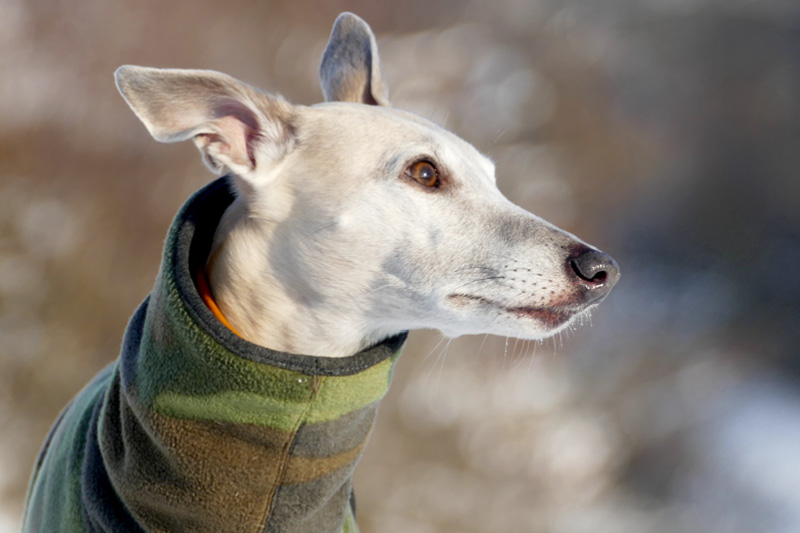 Darmsanierung beim Hund Darmsanierung beim Hund
