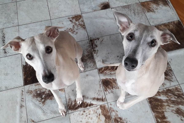 Blog_Leiky_Nassfutter Gesunde Ernährung für Hunde mit Fertigfutter möglich?