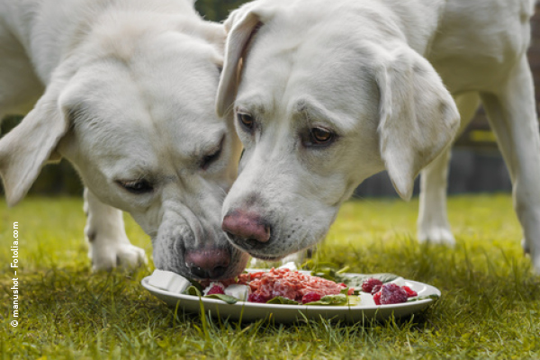 Leiky-Blog-Hundemuesli Barfen im Urlaub