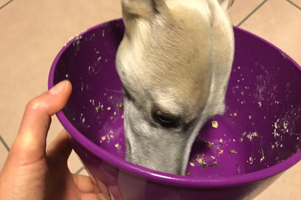 Blog_Leiky_Hafertaler3 Gesunde Hundekekse: Hafertaler