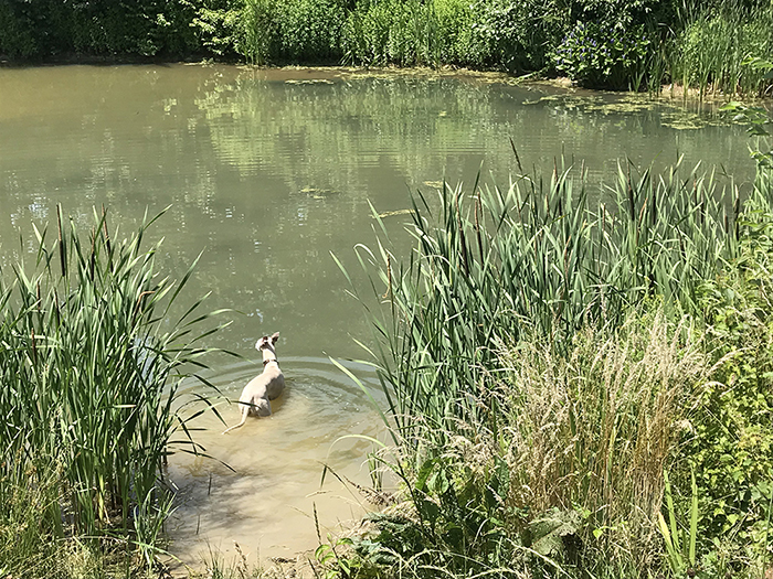 Blog-leiky_Wander_Birnbach_IMG_9684 Wanderwege mit Hund bei Bad Birnbach (im Rottal)