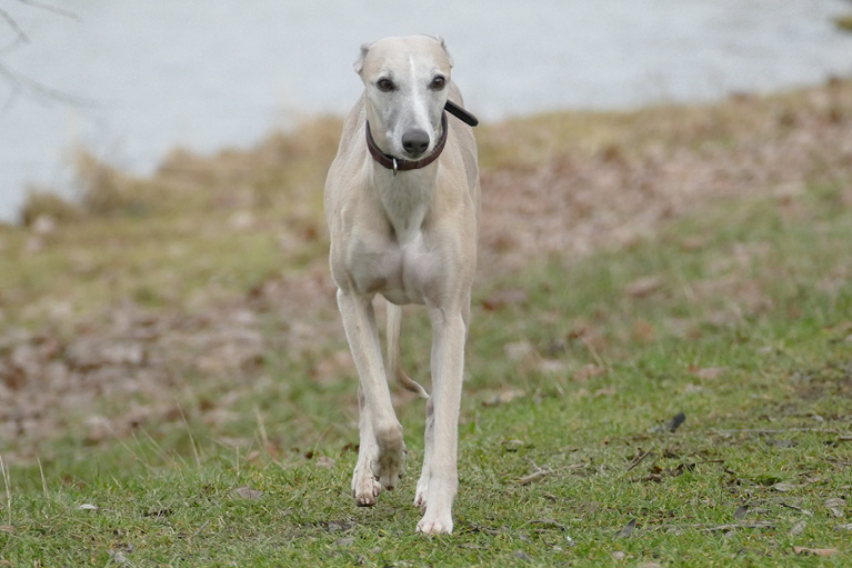 Blog_Leiky_Whippets4 Rasseportrait - der Whippet