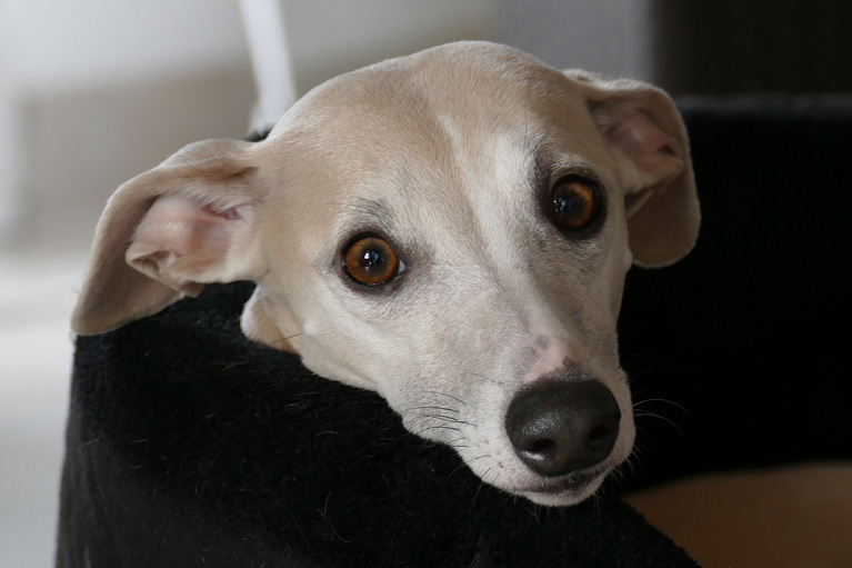 Blog_Leiky_Whippets2 Rasseportrait - der Whippet