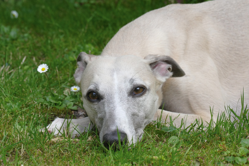 Leiky-Darmprobleme_Blog Mein Hund hat Darmprobleme