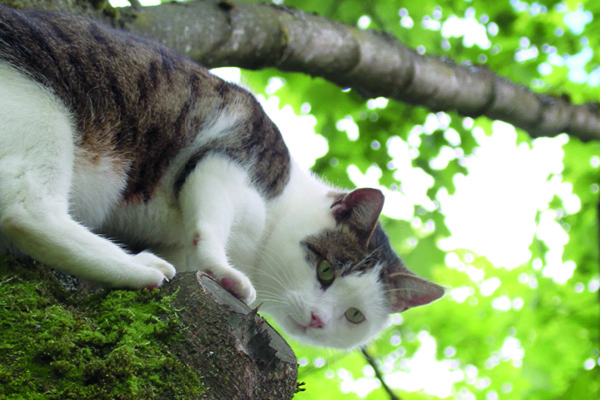 Blog_Leiky_Katze2hPFDzNK6Ob7HE Artgerechtes Katzenfutter