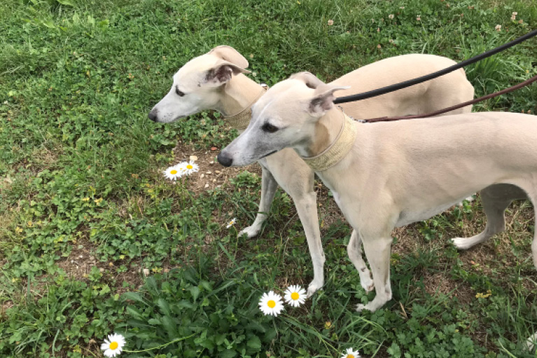 Blog_Leiky_Waldhof-Wanderweg-G3 Osterspaziergang mit Hund