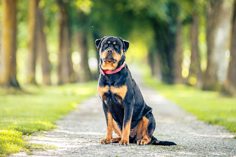 Blog_Leiky_Rottweiler2 Der Rottweiler