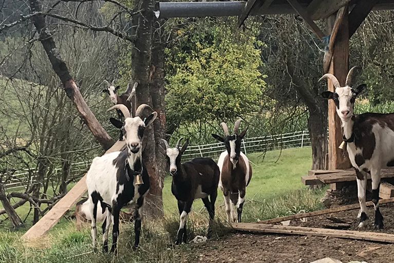 Blog_Leiky_Waldhof-Wanderweg-G7 Osterspaziergang mit Hund