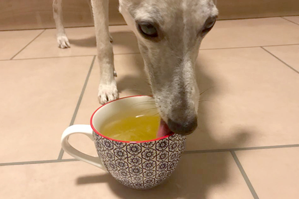 Blog_Leiky_Tee Tee für Hunde?