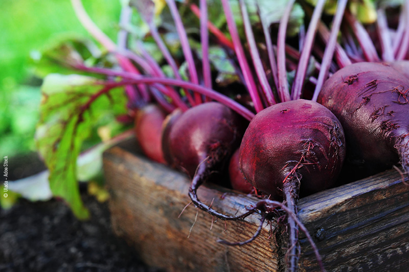 Blog_Leiky_Rote-Beete Rote Beete im Hundefutter