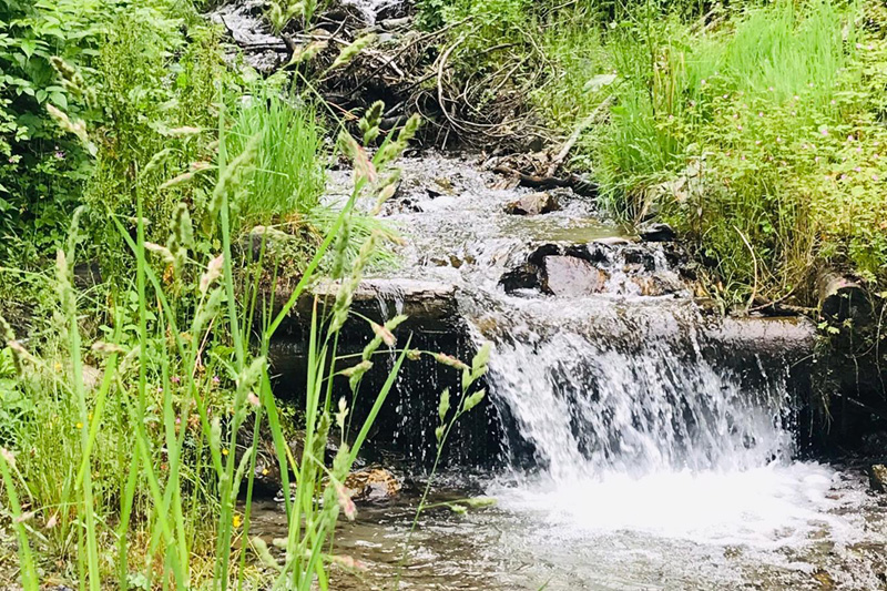 Saalbach-Wandern_Hund4 Wandern mit Hund in Österreich