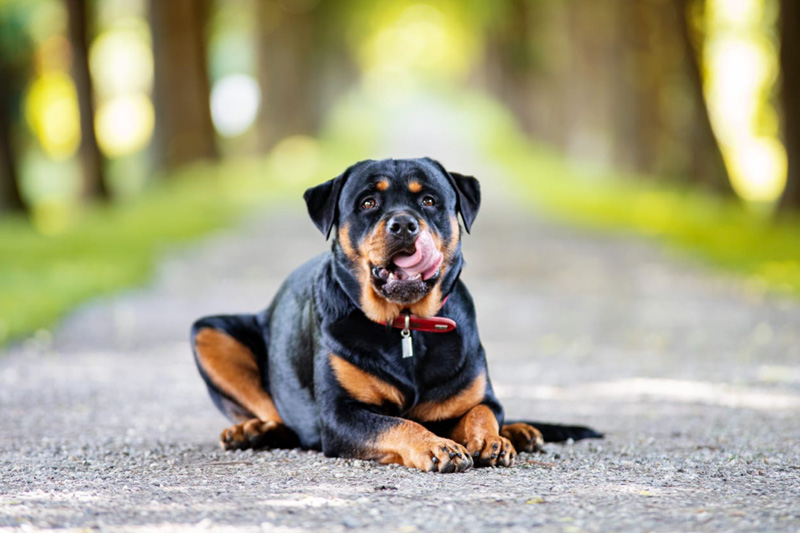 Blog_Leiky_Rottweiler3 Der Rottweiler