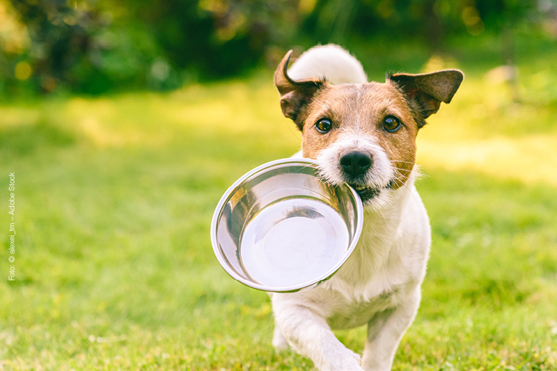 Blog_Leiky_Hundefutter_selbst-Kochen Hundefutter selbst kochen