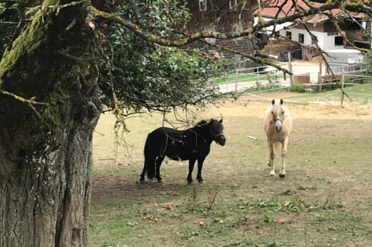 Blog_Leiky_Waldhof-Wanderweg-G2 Osterspaziergang mit Hund
