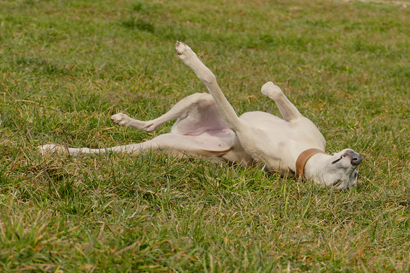 Leiky-Blog-Hundewiese3 Hundewiese