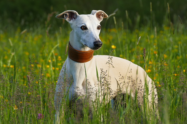 Leiky-Hafer Getreide im Hundefutter?