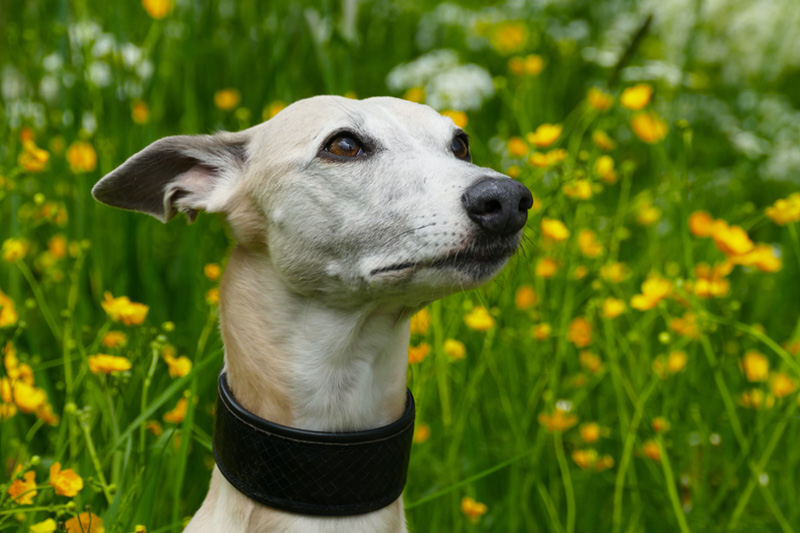 Warum fressen Hunde Gras? Warum fressen Hunde Gras?