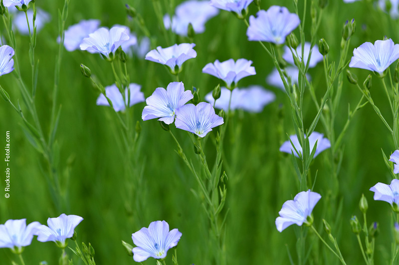 Leiky_Leinkuchen_Hund Leinkuchen für Hunde und Katzen