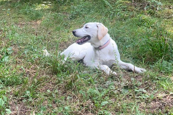 Blog_Leiky_Labrador Der Labrador