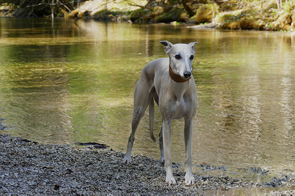 Leiky-Hintersee3 Wandern mit Hund in Berchtesgaden