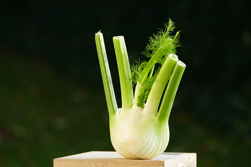 Blog_Leiky_Fenchel Dürfen Hunde Fenchel fressen?