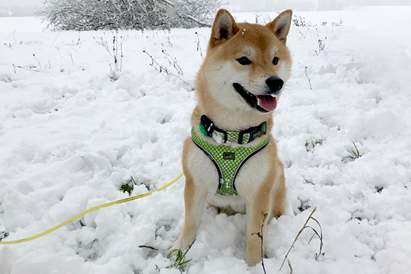 Blog_Leiky_Shiba-Inu Der Shiba Inu
