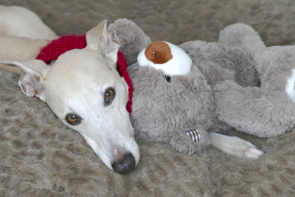 Blog_Leiky_Erkaeltung Mein Hund ist erkältet – was tun?