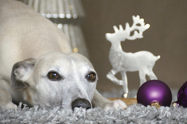 Blog_Leiky_Weihnachten Frohe Weihnachten