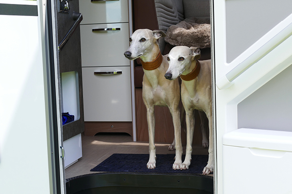 Blog_Leiky_Camping Camping mit Hund