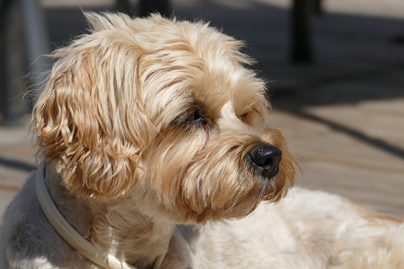 Blog_Leiky_Bolonka2 Der Bolonka Zwetna