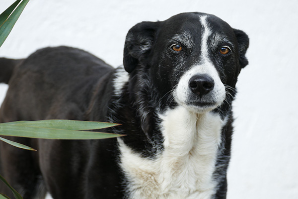 Herzprobleme-beim-Hund-Blog Herzprobleme bei Hunden