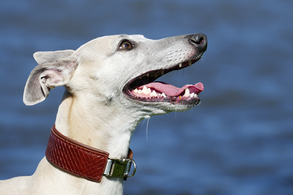 Blog_Leiky_Zahnprobleme Zahnprobleme bei Hunden