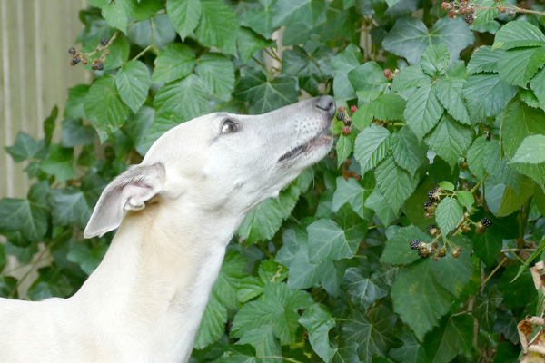 Blog-Vegetarisch Vegetarisches Hundefutter kaufen?