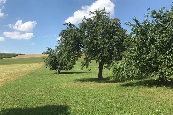 Leiky-Blog-Triftern-Thalhammer-Schlucht5 Wandern mit Hund in Niederbayern