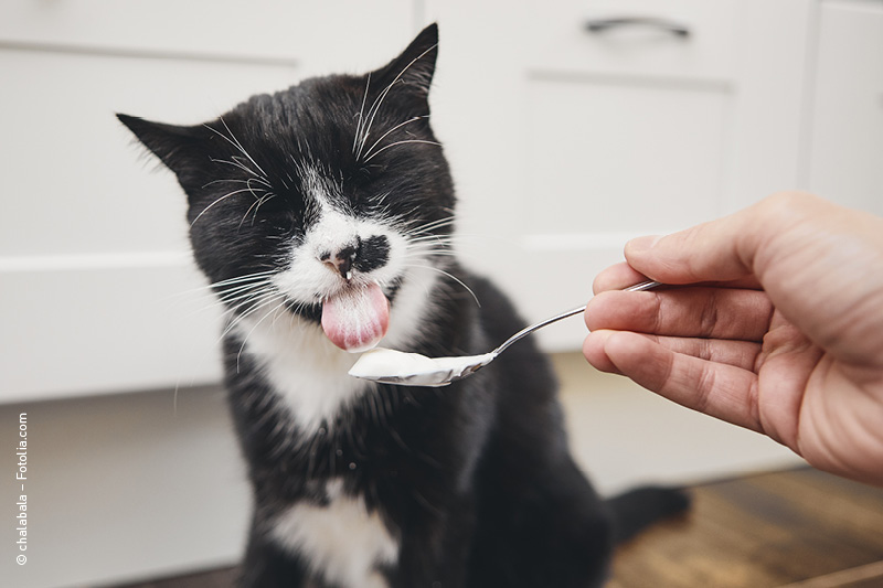 Leiky_Milchsaeurebakterien_Katze Milchsäurebakterien