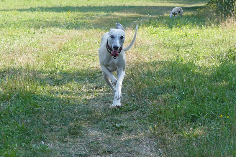Blog_Leiky_Inulin Inulin im Hundefutter