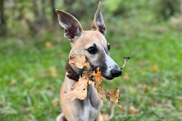 Hundefutter mit Wildfleisch