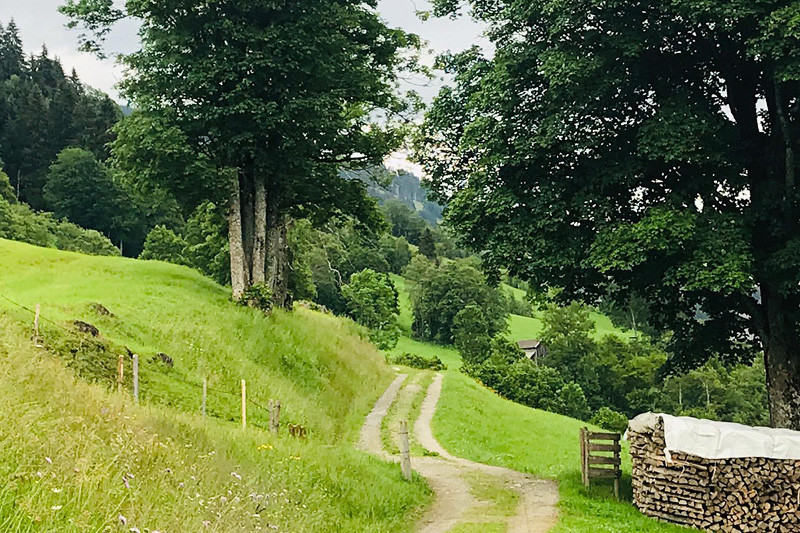 Saalbach-Wandern_Hund Wandern mit Hund in Österreich