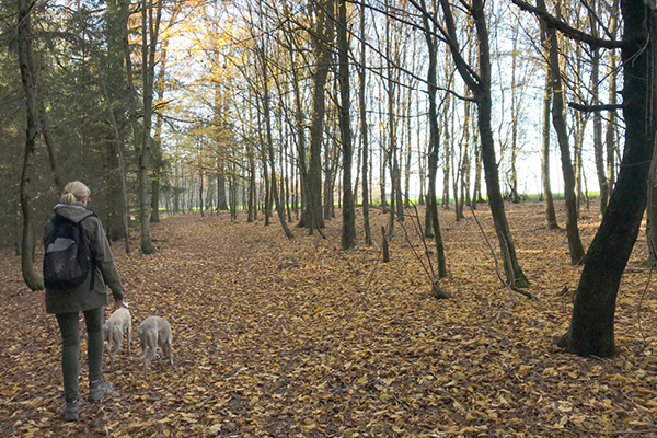 Schlosspark Schönau: Rundweg für Ihren Hund