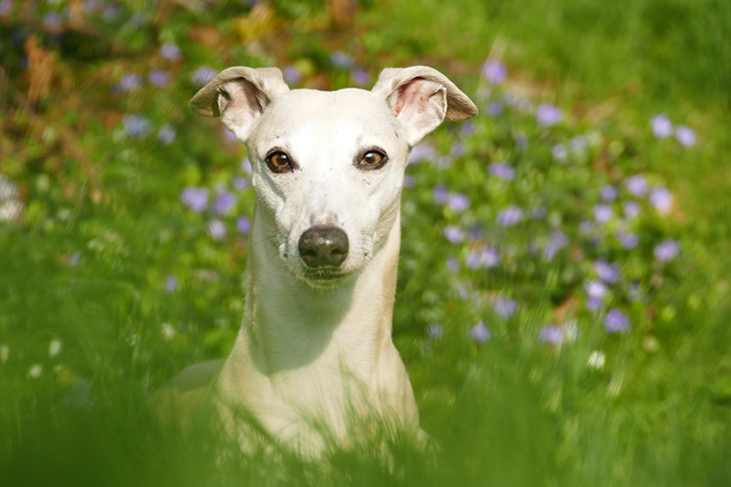 Blog_Leiky_Garten Garten für den Hund