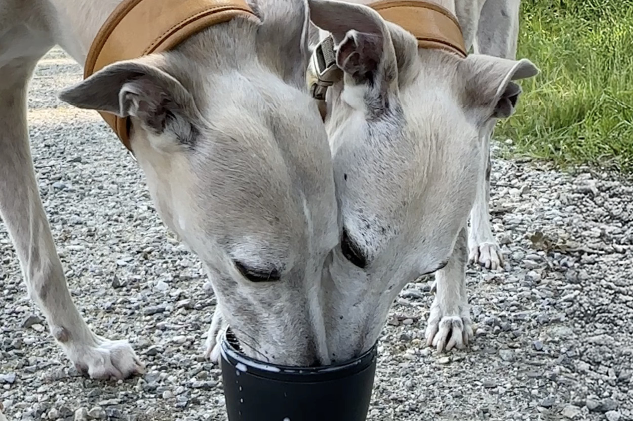 Trinkanimation für Hunde: 