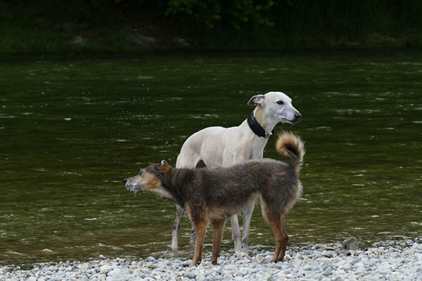 Leiky-Camping-Muenchen3 Camping mit Hund in München