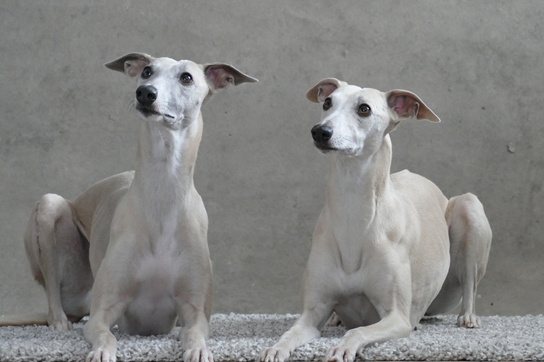 Blog_Leiky_Whippets3 Rasseportrait - der Whippet