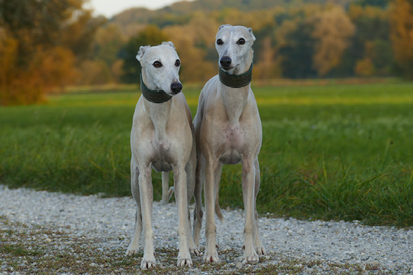 Whippets richtig füttern