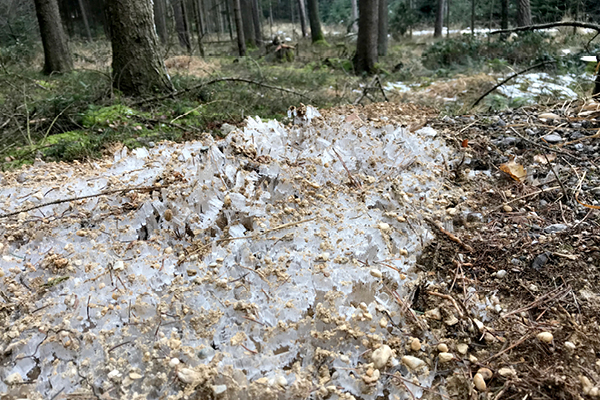 Wanderweg_Schoenau_Blog2QgxZSQiUKJM5T Aussichtsreicher Rundweg mit Hund: Die kleinen Sehenswürdigkeiten von Baumgarten nach Peterskirchen