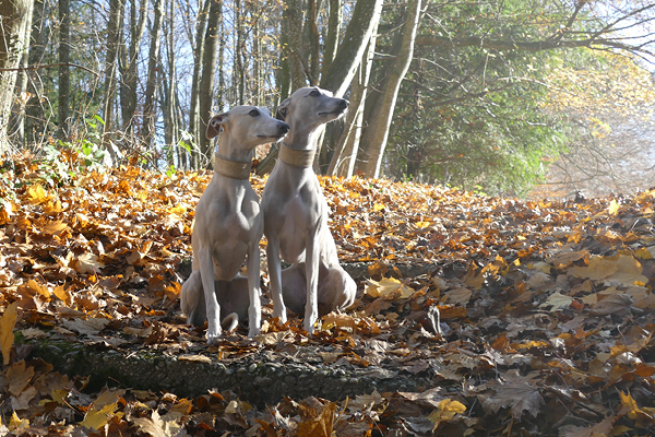 Schlosspark Schönau: Rundweg für Ihren Hund