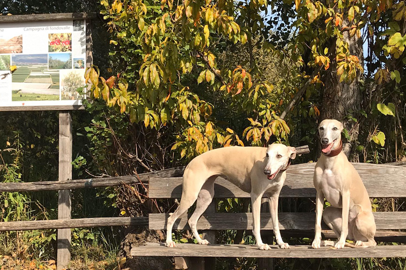 Leiky-Blog-Suedtirol3 Wandern mit Hund in Südtirol