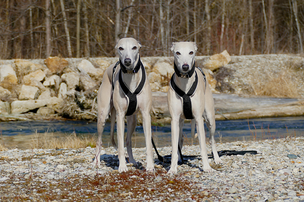 Leiky-Ering Hundewanderung im Europareservat