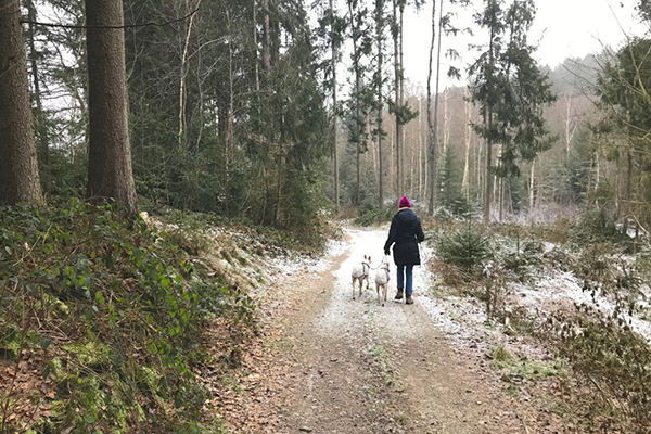 Leiky-Wanderweg-Tann-Zimmerner-Runde3 Winterwandern mit Hund im Rottal